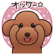 Cute! Lovely! Toy Poodle! sticker #5589132