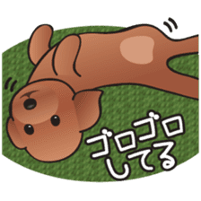Cute! Lovely! Toy Poodle! sticker #5589142