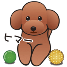 Cute! Lovely! Toy Poodle! sticker #5589144