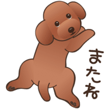 Cute! Lovely! Toy Poodle! sticker #5589163