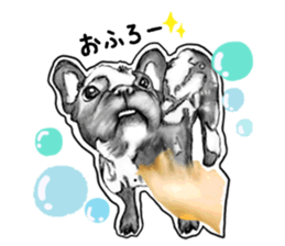 miracle french bulldog sticker!! sticker #5591612