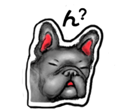miracle french bulldog sticker!! sticker #5591639