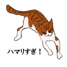 irony pose cat, Jill sticker #5593088