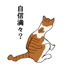 irony pose cat, Jill sticker #5593090