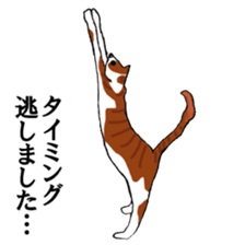 irony pose cat, Jill sticker #5593102