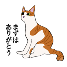 irony pose cat, Jill sticker #5593107