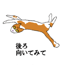 irony pose cat, Jill sticker #5593110