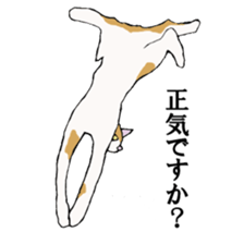 irony pose cat, Jill sticker #5593122