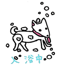 White Shiba dog sticker #5618724