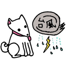 White Shiba dog sticker #5618744