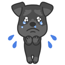 Miniature Schnauzer's sticker(English) sticker #5620158