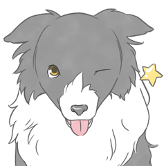 Live with Border Collie