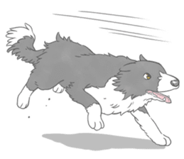 Live with Border Collie sticker #5628370