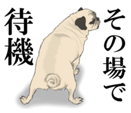 Pug dog Sticker sticker #5636706