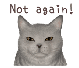 zumo cats sticker vol.1 English version sticker #5644004