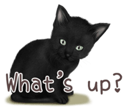 zumo cats sticker vol.1 English version sticker #5644011