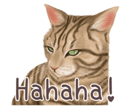 zumo cats sticker vol.1 English version sticker #5644017