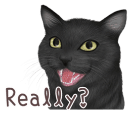 zumo cats sticker vol.1 English version sticker #5644022