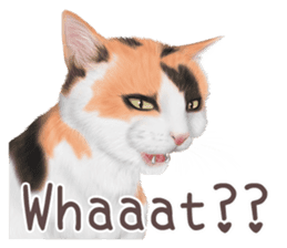 zumo cats sticker vol.1 English version sticker #5644024