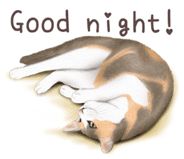 zumo cats sticker vol.1 English version sticker #5644028