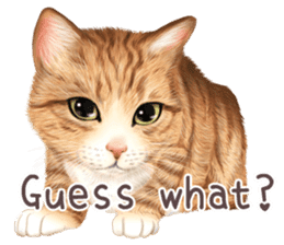 zumo cats sticker vol.1 English version sticker #5644037