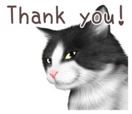 zumo cats sticker vol.1 English version sticker #5644040