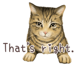 zumo cats sticker vol.1 English version sticker #5644043