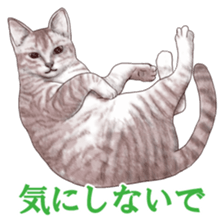 Strange pose cat sticker #5650207