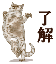 Strange pose cat sticker #5650208