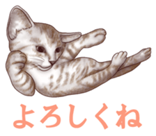 Strange pose cat sticker #5650210