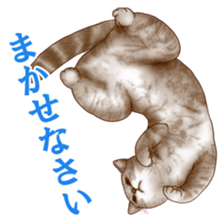 Strange pose cat sticker #5650211