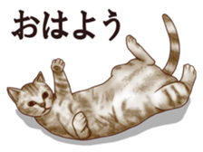 Strange pose cat sticker #5650212