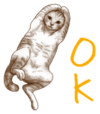 Strange pose cat sticker #5650216