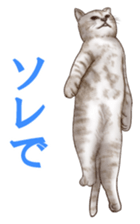 Strange pose cat sticker #5650219