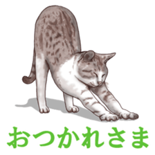 Strange pose cat sticker #5650220