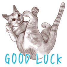 Strange pose cat sticker #5650221