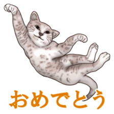 Strange pose cat sticker #5650222