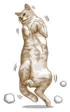Strange pose cat sticker #5650226