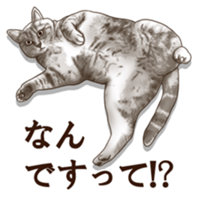 Strange pose cat sticker #5650233