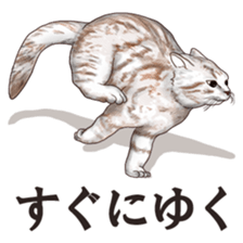 Strange pose cat sticker #5650236