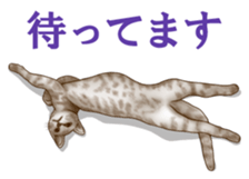 Strange pose cat sticker #5650237