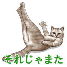 Strange pose cat sticker #5650238