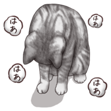 Strange pose cat sticker #5650242