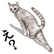 Strange pose cat sticker #5650243