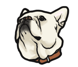 French Bulldog "BULLO" 4 sticker #5695764