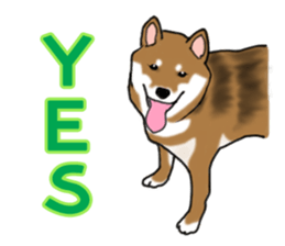 Shiba inu and friends in English sticker #5697076