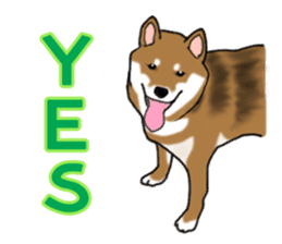 Shiba inu and friends in English sticker #5697076