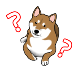 Shiba inu and friends in English sticker #5697099