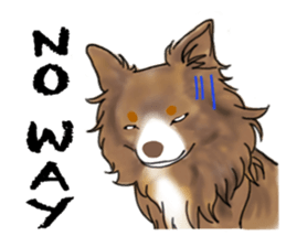 Shiba inu and friends in English sticker #5697114