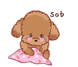 TOY POODLE English version sticker #5705275